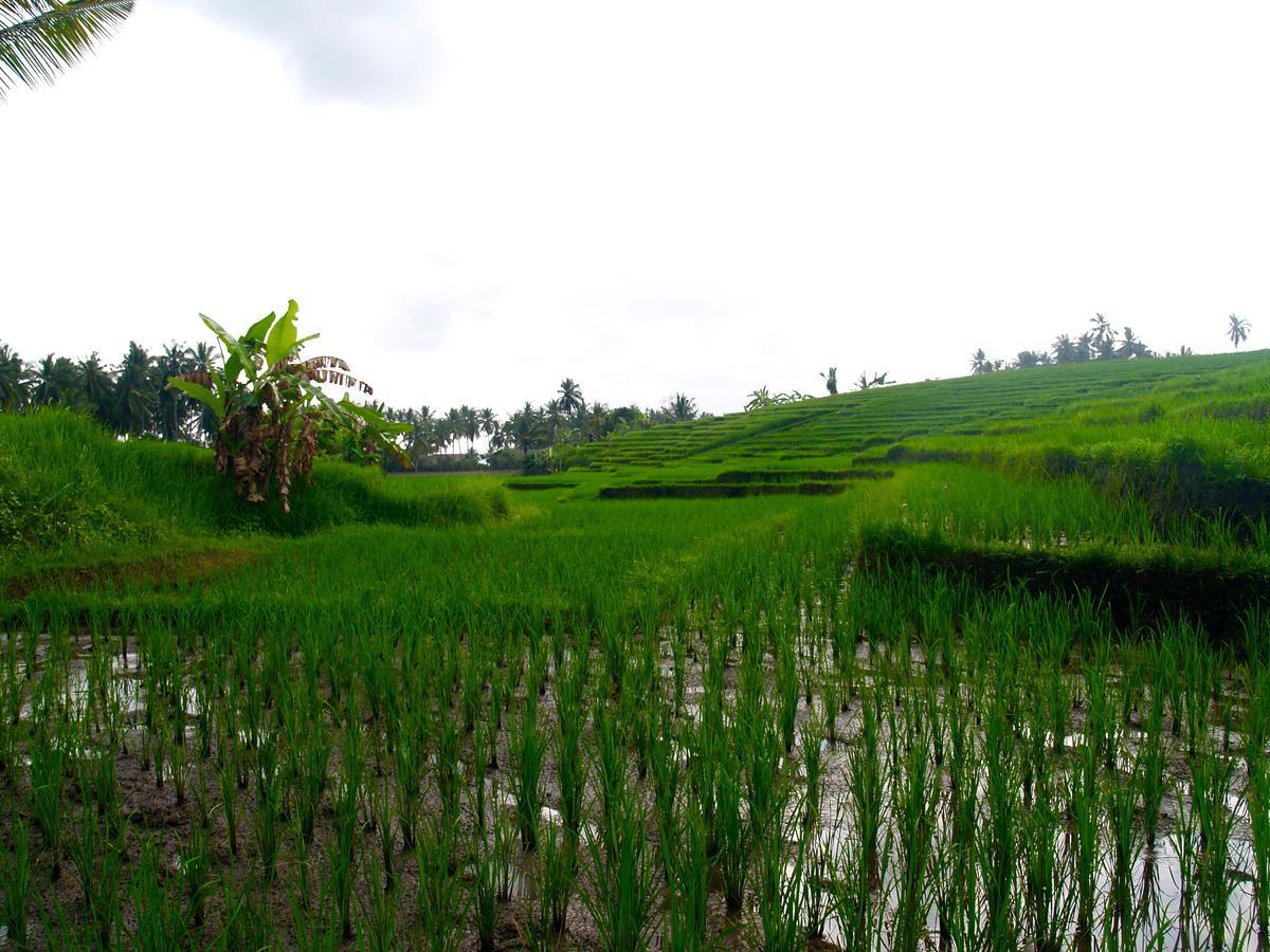 Bali Beach Eco Villas Pondok Matekap Selemadeg Kültér fotó